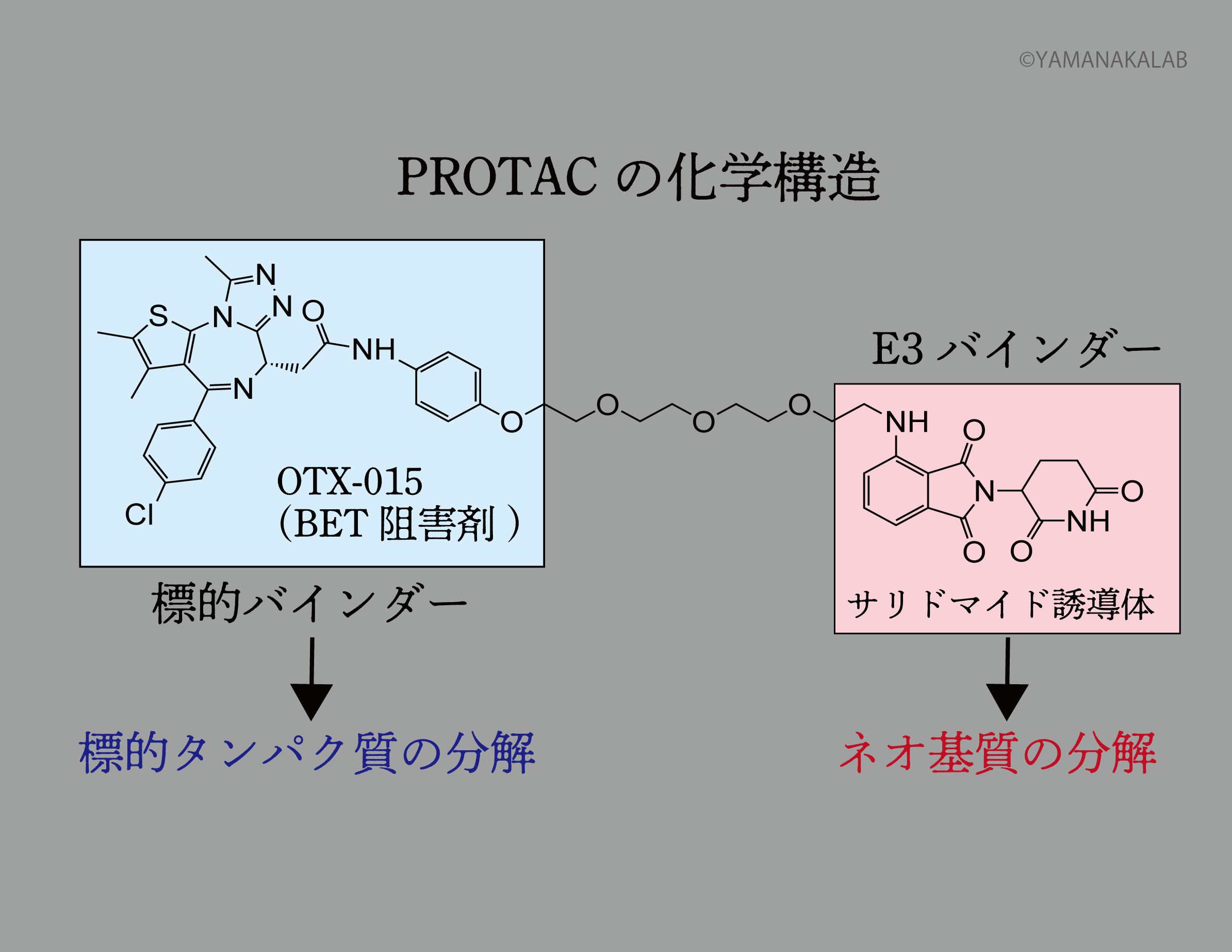 PROTAC化学構造