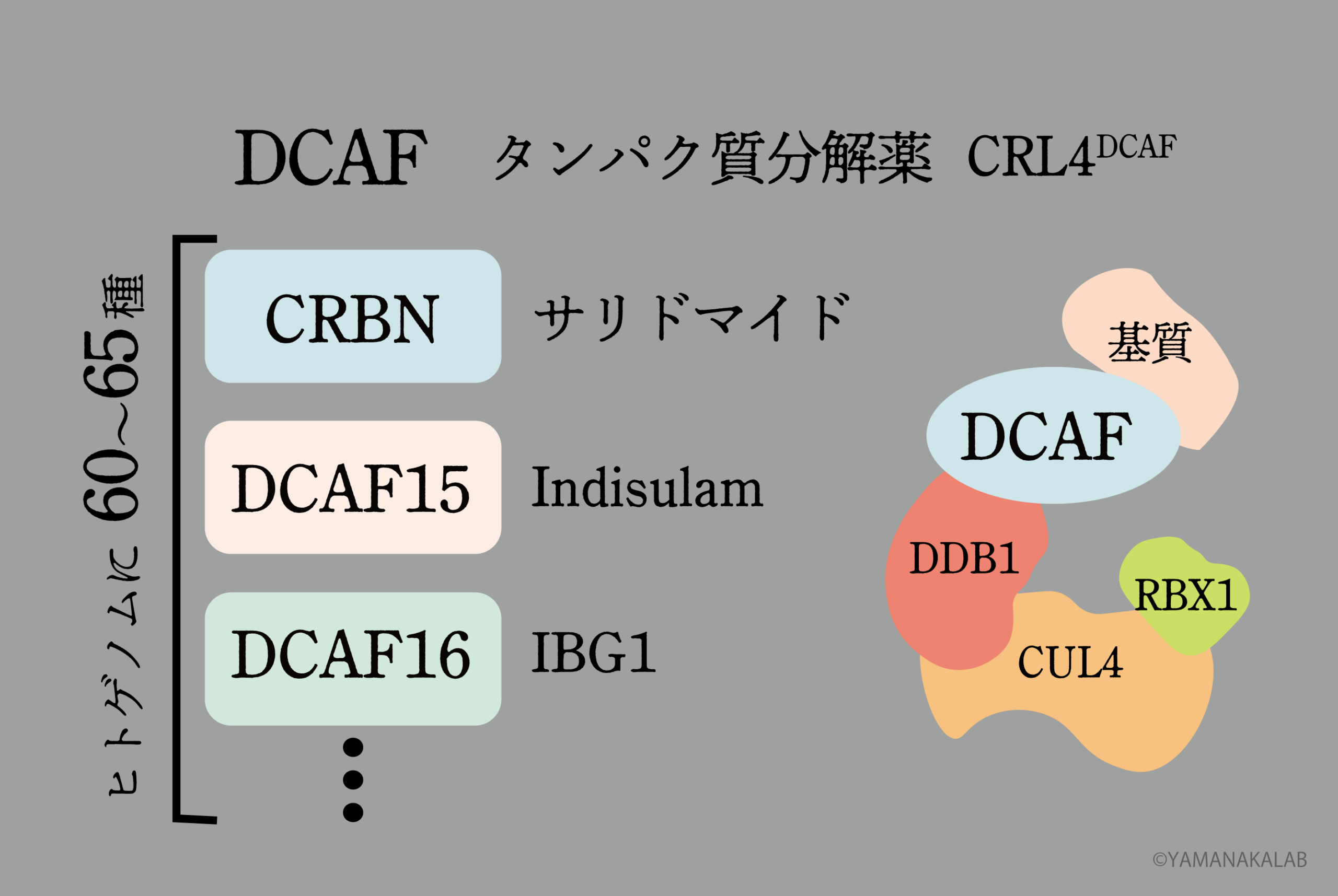 DCAFファミリー
