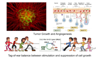 イメージ：Division of Cell Growth & Tumor Regulation