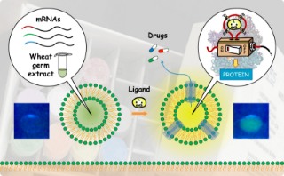 イメージ：Division of Supra-Biomolecular  Sciences