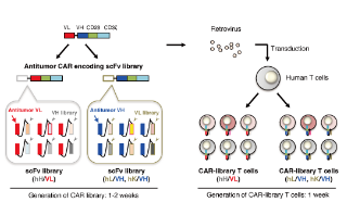 イメージ：Division of Immune Regulation