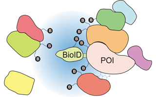 イメージ：Division of Proteo-Interactome