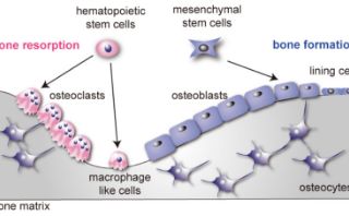 イメージ：Division of Integrative Pathophysiology