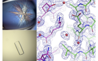 Division of Structure analysis of Protein complex