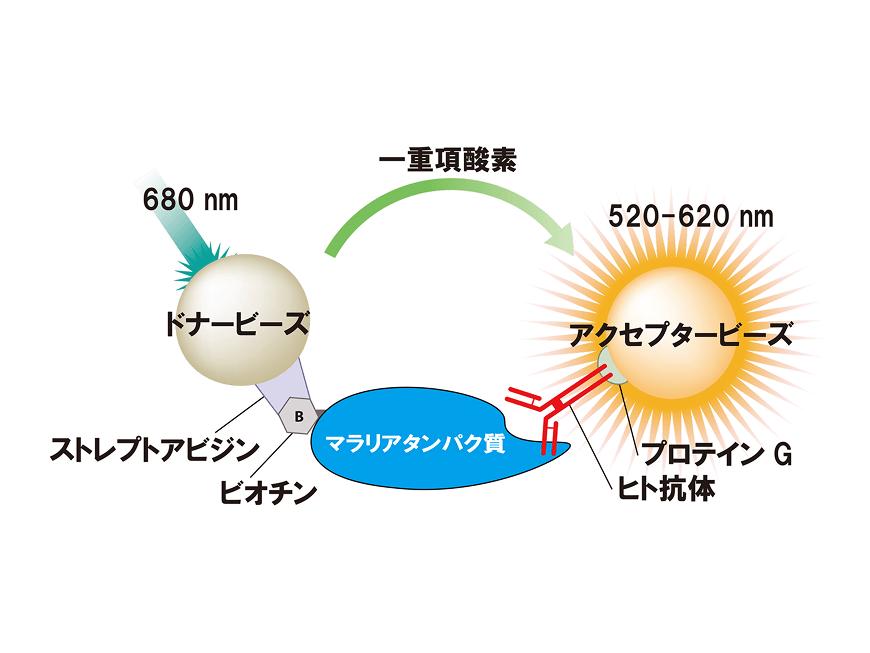模式図