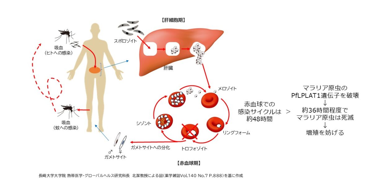 プロテオサイエンスセンターの福本隼平特定研究員らのグループが