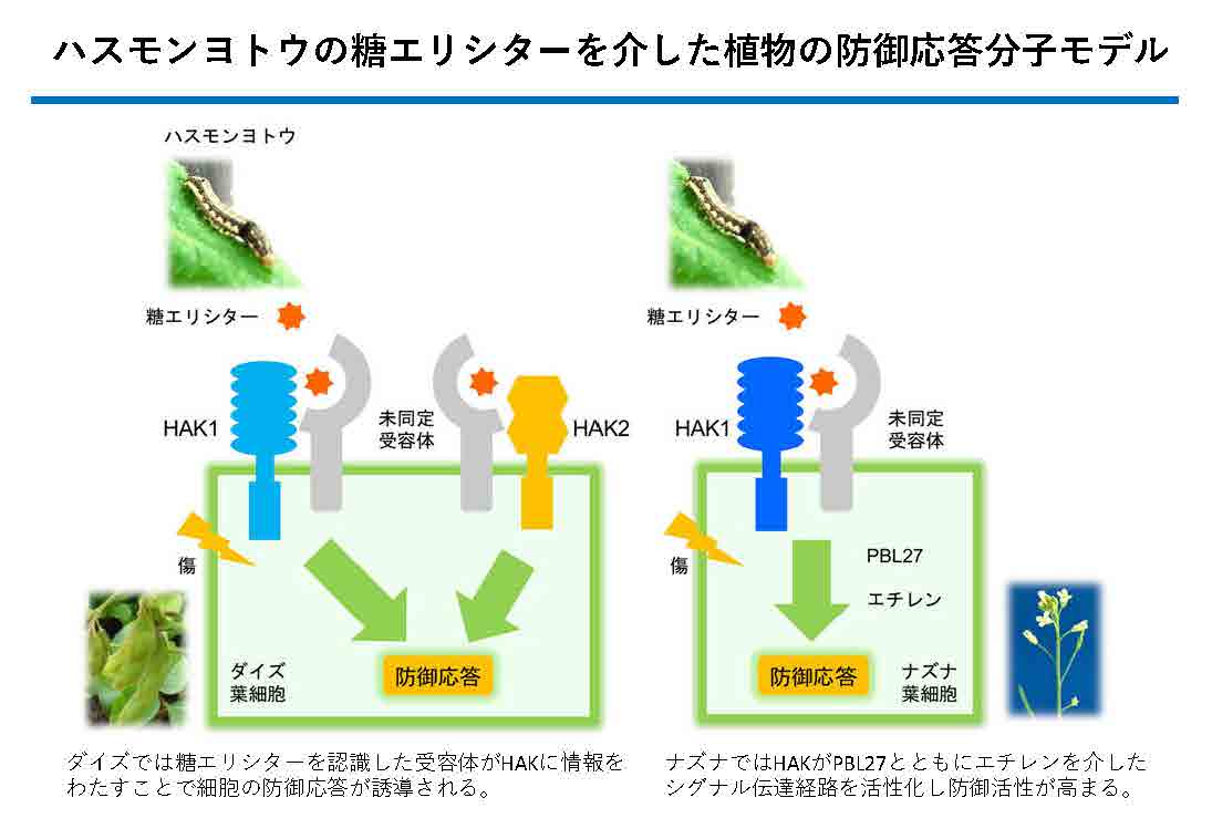 イメージ：