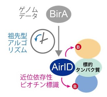 イメージ：祖先型酵素AirIDによる相互作用タンパク質のビオチン標識