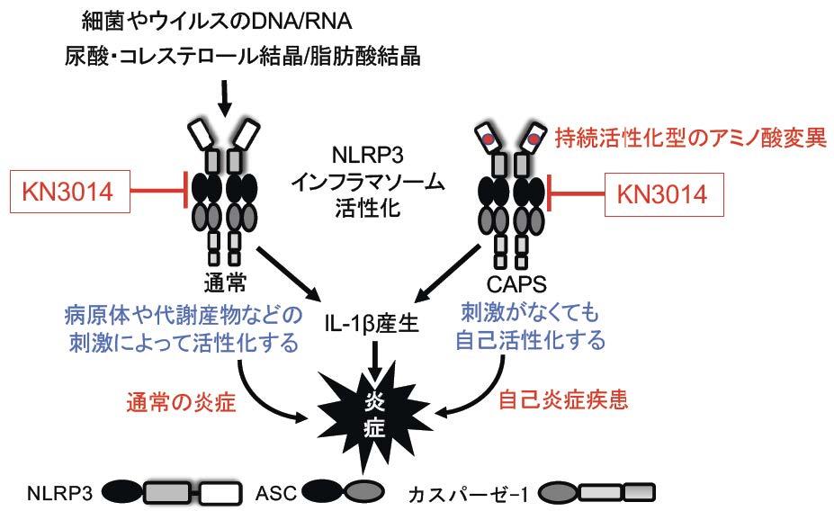 通常のNLRP3インフラマソーム活性化とクリオピリン関連周期熱症候群(CAPS)でのNLRP3インフラマソーム活性化の模式図