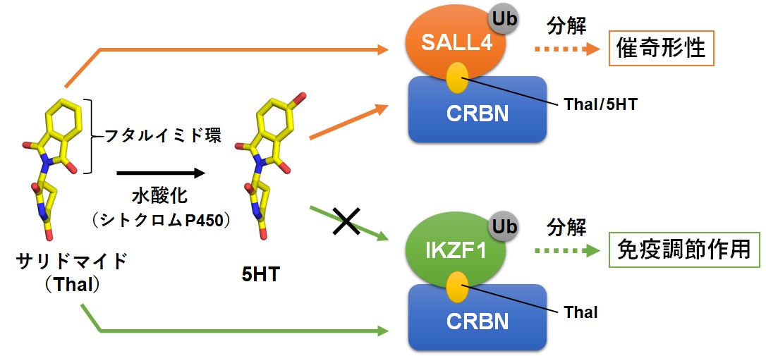 イメージ：図1　サリドマイドの水酸化によるC2H2 ZF型転写因子への作用の変化