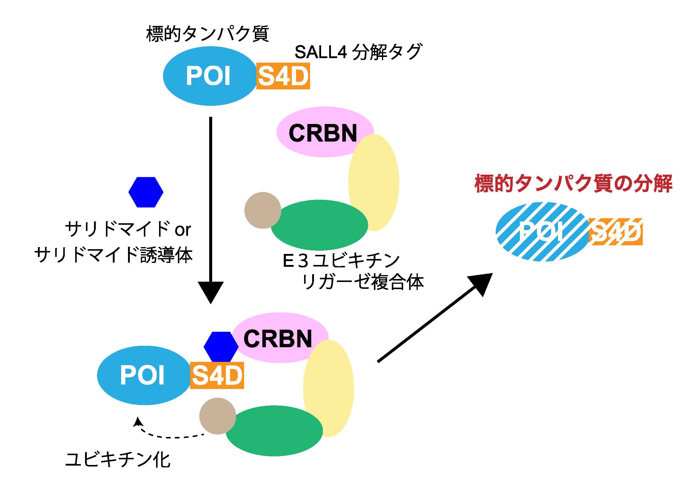 イメージ：SALL4分解タグによるIMiD依存的な標的タンパク質の分解