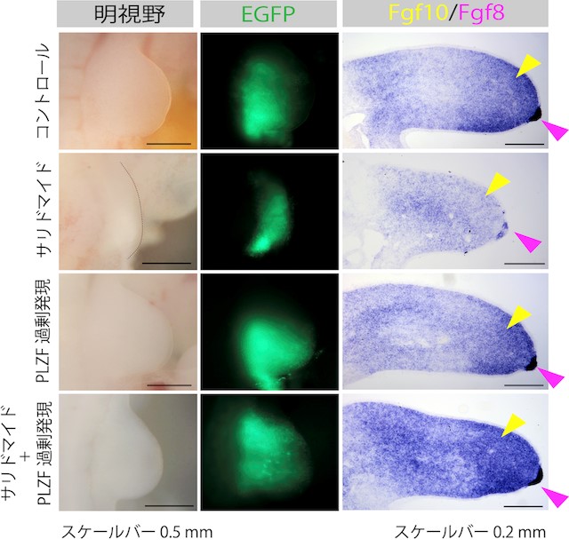 サリドマイドによって減少する遺伝子に対するPLZF過剰発現による回復実験